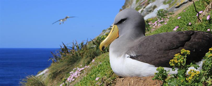 Синя безодня